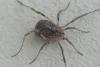 Odiellus spinosus